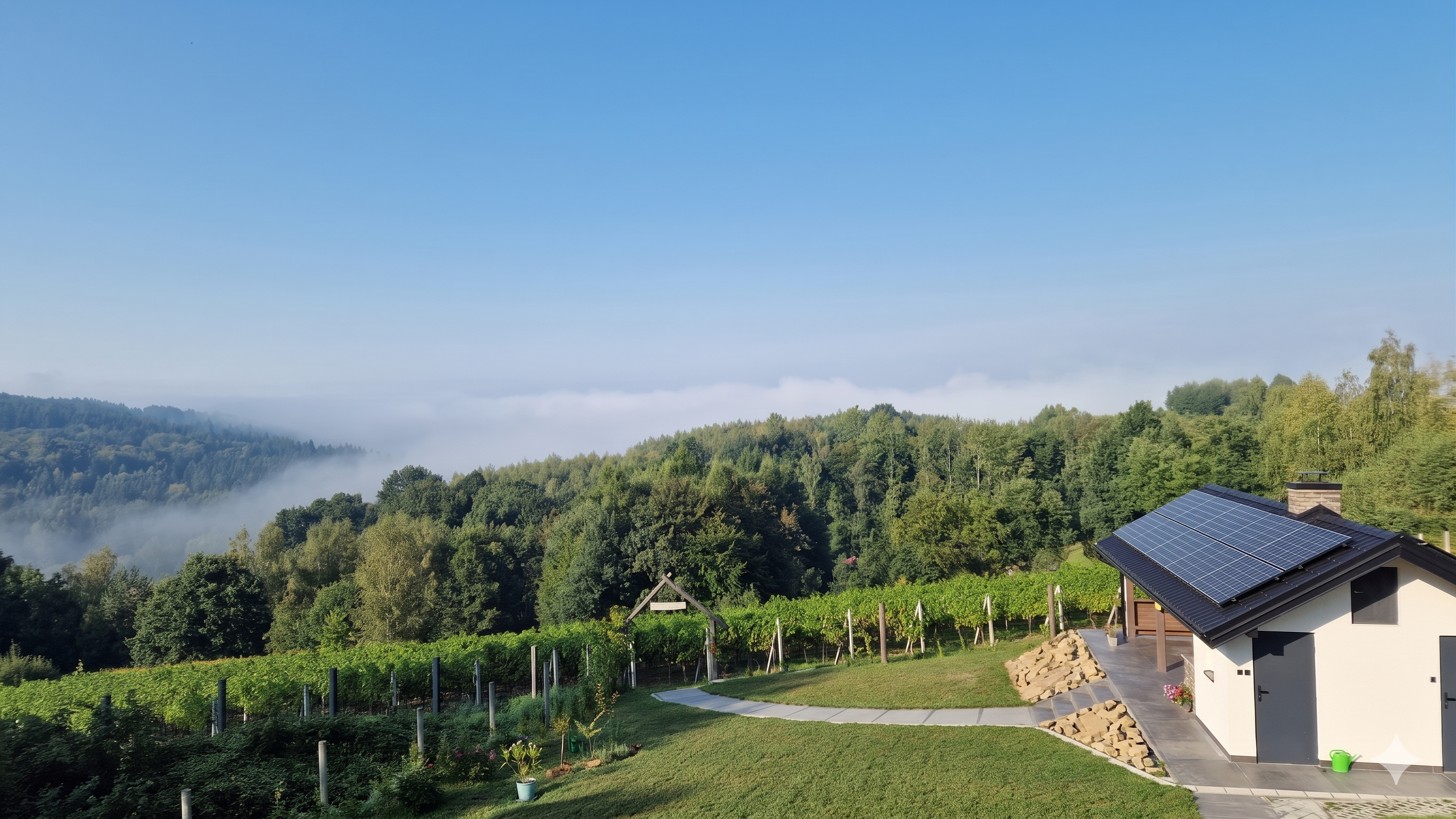 Winnica Jakubowa — panorama winnicy z mgłą w dolinie